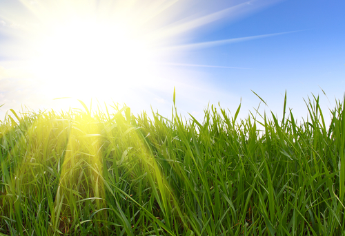 a grassy meadow on a sunny day